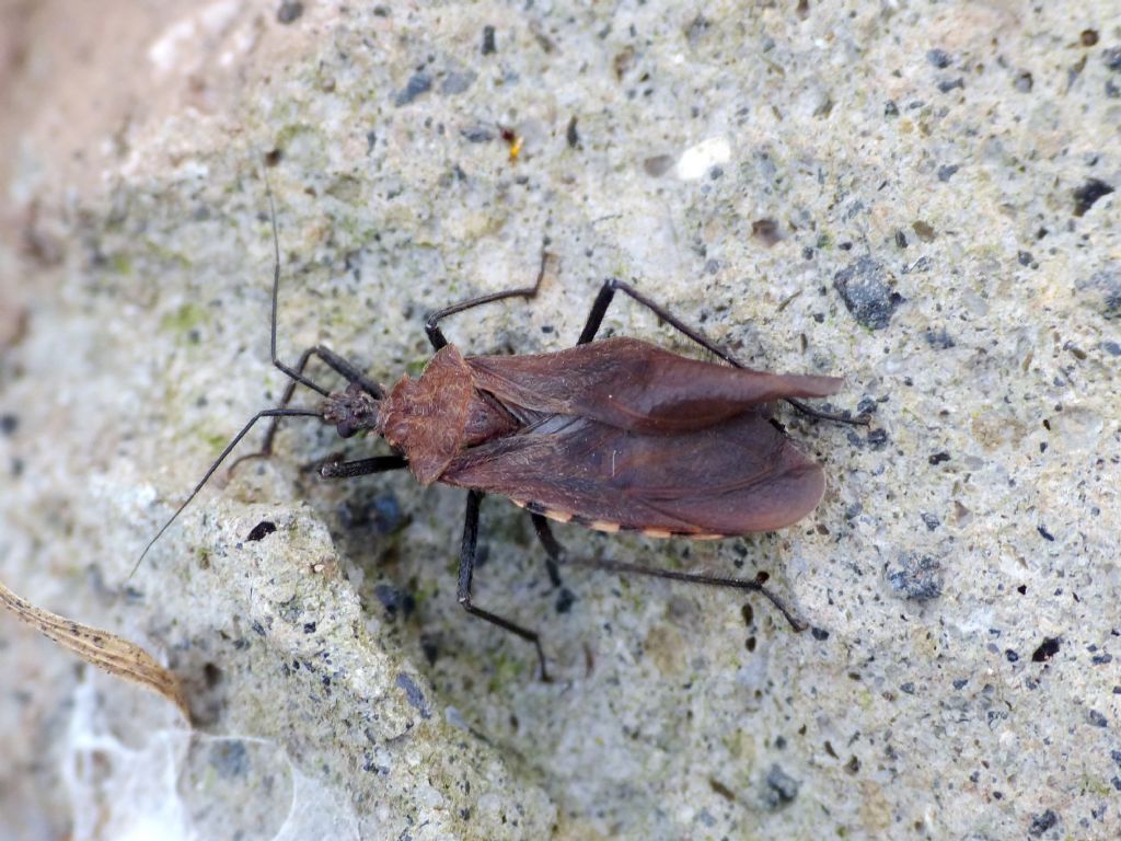 Holotrichius? S, Holotrichius denudatus, maschio (Reduviidae)